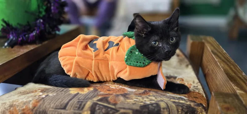 A baby large-sized male Black Domestic Short Hair cat named Joe for adoption in Hartville, OH