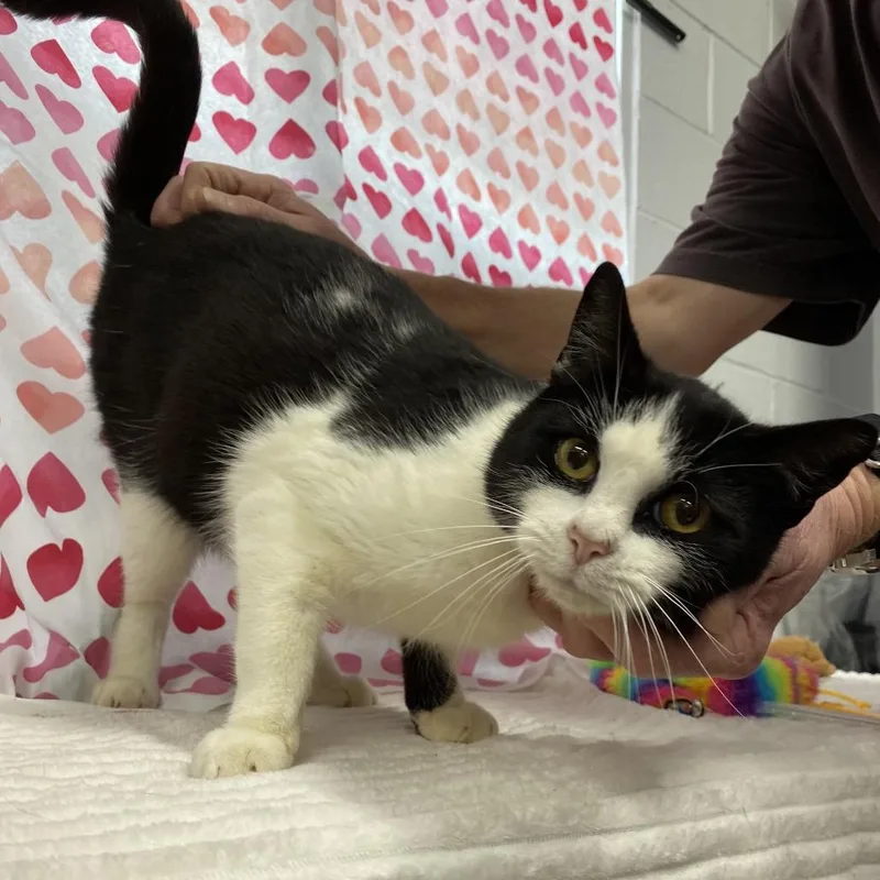 Sylvester thumbnail 4