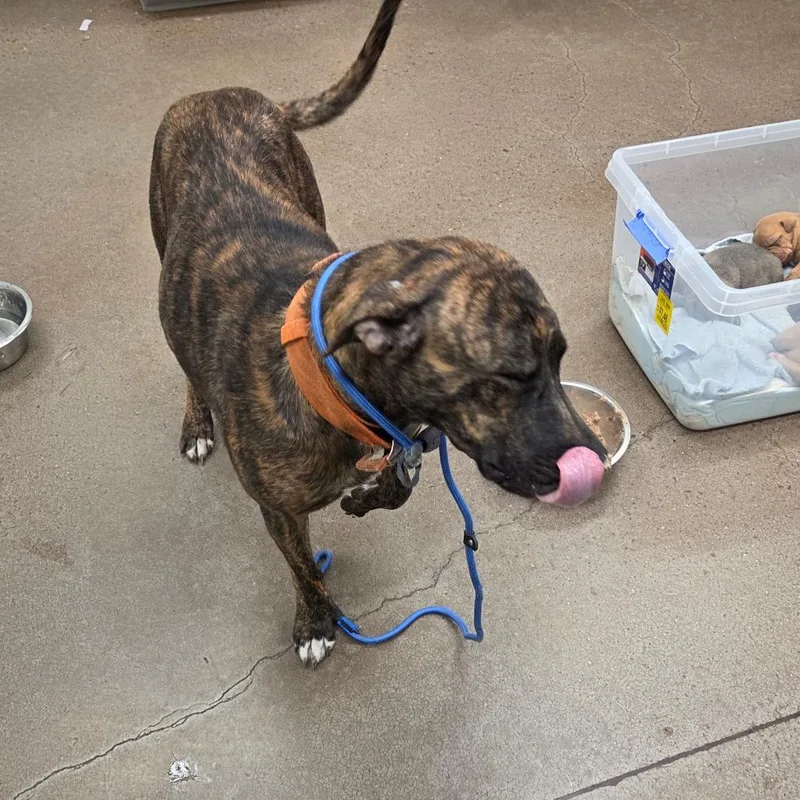 An adult large-sized female Brindle Mixed Breed dog named Nutter Butter for adoption in Chattanooga, TN