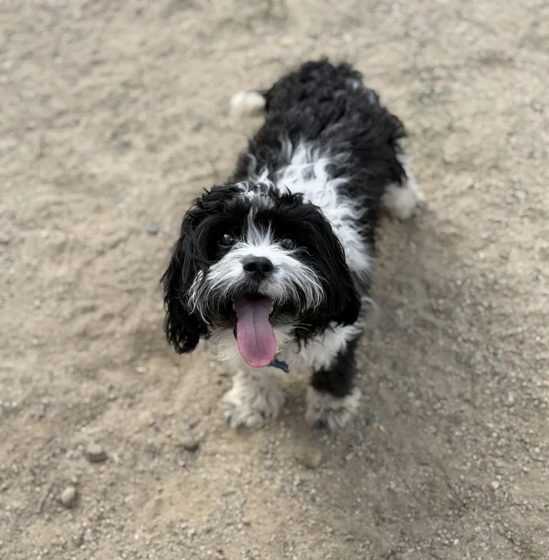 A young small-sized male Black Bichon Frise dog named Zac for adoption in Buena Vista, CO