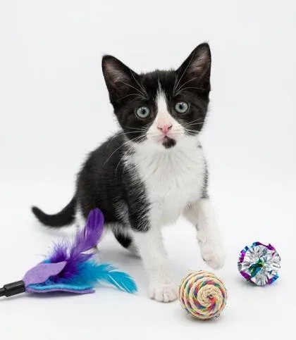 A baby small-sized male Domestic Short Hair cat named Oreo for adoption in Cumming, GA