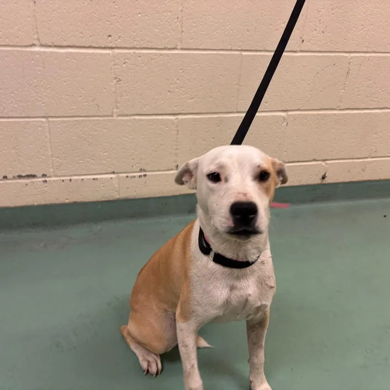 A young small-sized female White / Cream Mixed Breed dog named Brookie for adoption in Memphis, TN
