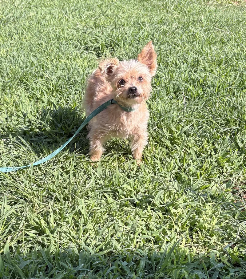 A senior small-sized female Apricot / Beige Yorkshire Terrier dog named Savannah for adoption in Hartselle, AL