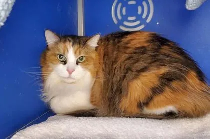 A senior small-sized female Domestic Long Hair cat named Meeko for adoption in Longmont, CO
