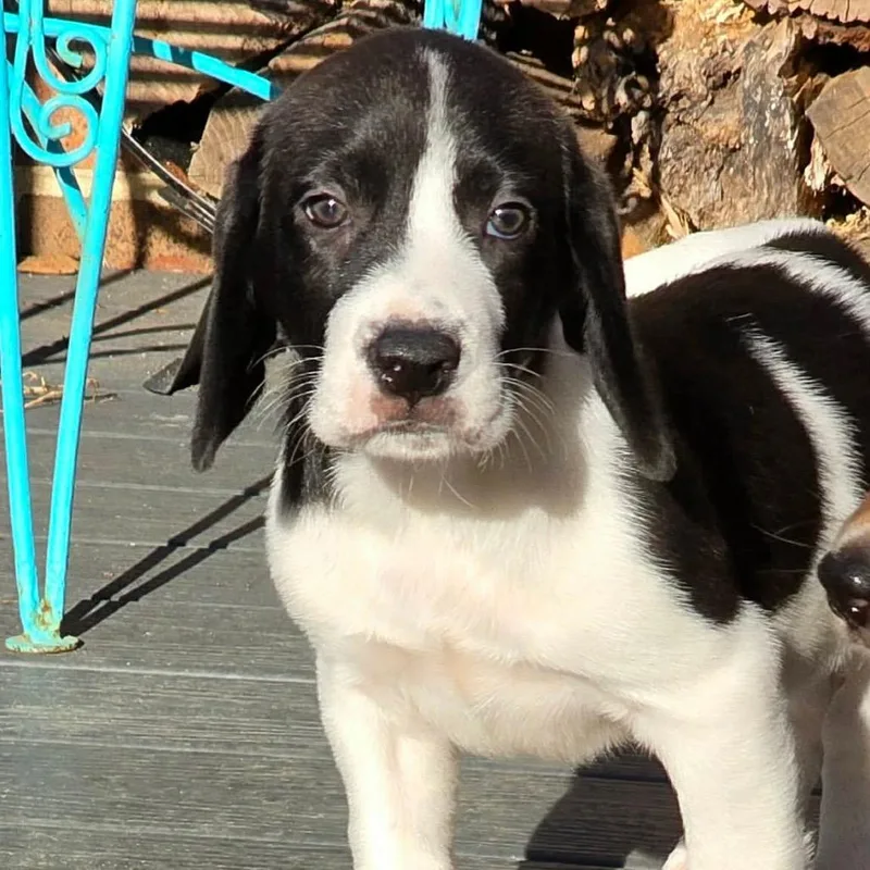 A baby medium-sized male Black Mixed Breed dog named Grinch for adoption in Fredericksburg, VA