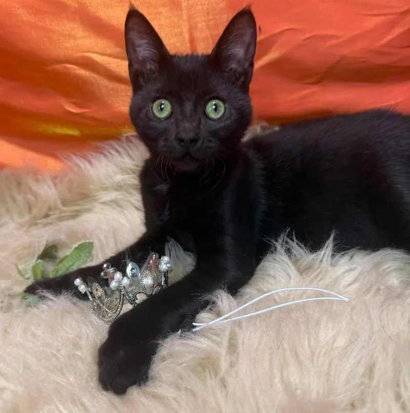 A baby small-sized male Black Extra-Toes Cat / Hemingway Polydactyl cat named Devin โ The Fingered for adoption in Ocean Springs, MS