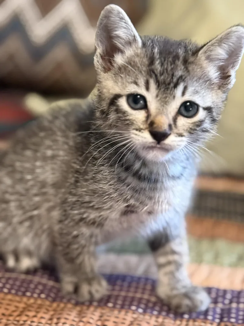 A baby small-sized male Tabby cat named Zeus for adoption in Snyder, TX
