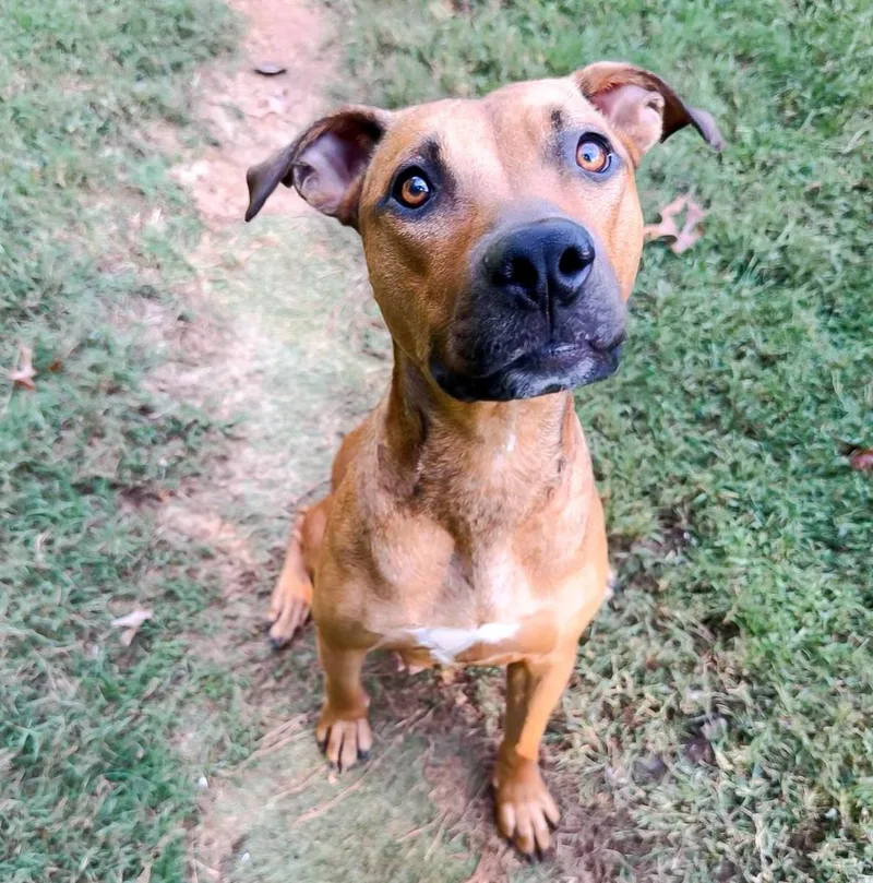 An adult medium-sized female Brown / Chocolate American Staffordshire Terrier dog named Reese for adoption in Cornelius, NC
