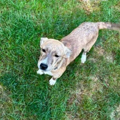 A baby small-sized female Mixed Breed dog named Grace for adoption in Westland, MI