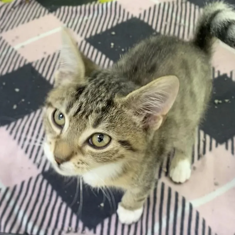 A baby small-sized male Brown / Chocolate Domestic Short Hair cat named Barry for adoption in Deerfield, IL
