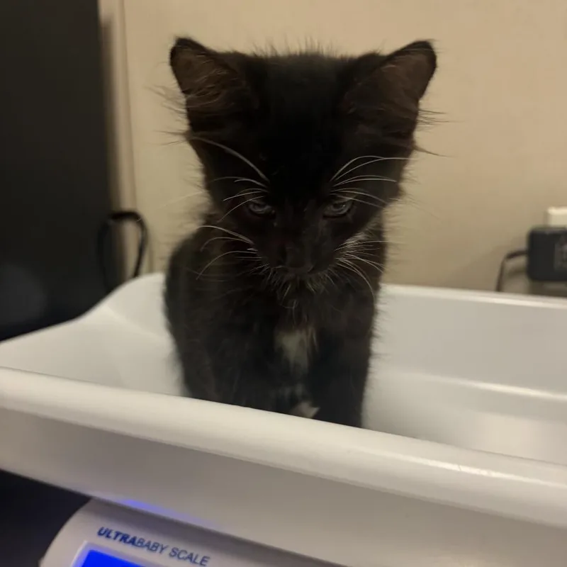 A baby small-sized male Black Domestic Short Hair cat named Oscar for adoption in Chicago, IL