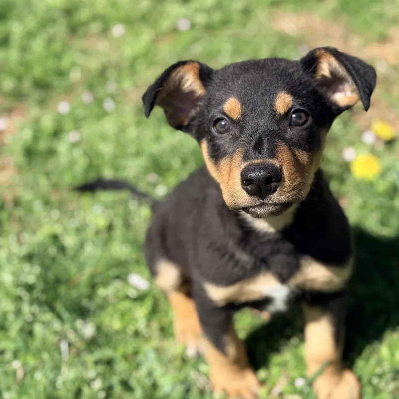A baby medium-sized male Black Shepherd dog named Hiyori for adoption in Columbia, MD