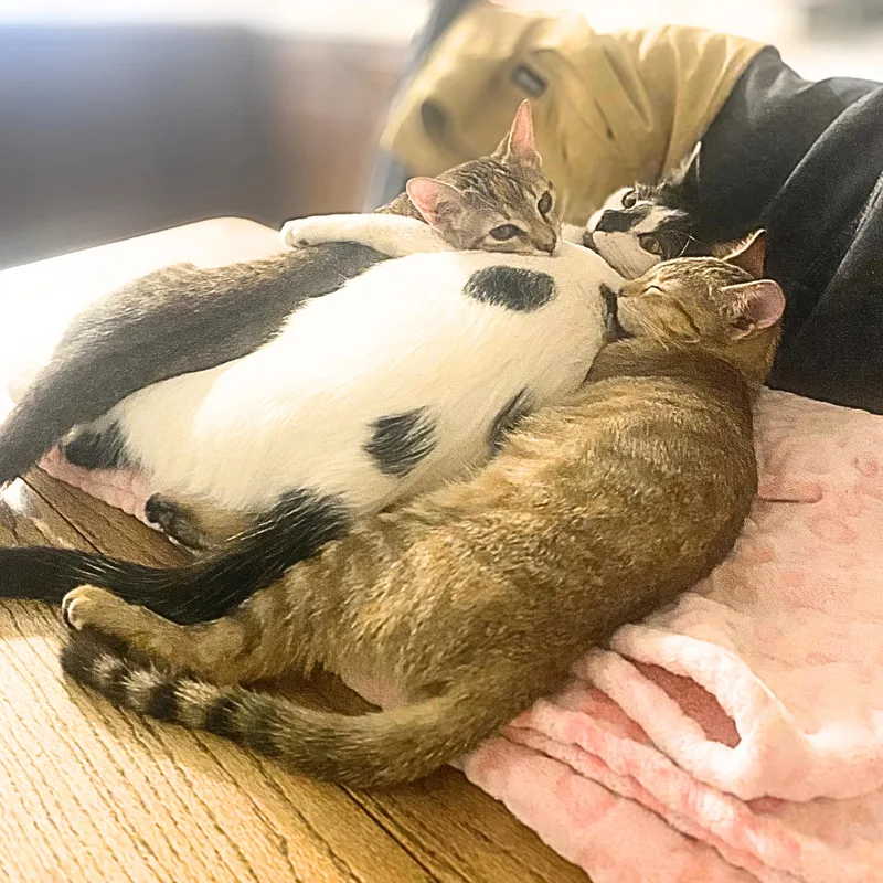 A baby medium-sized female Tabby (Brown / Chocolate) Domestic Short Hair cat named Sable for adoption in Austin, TX