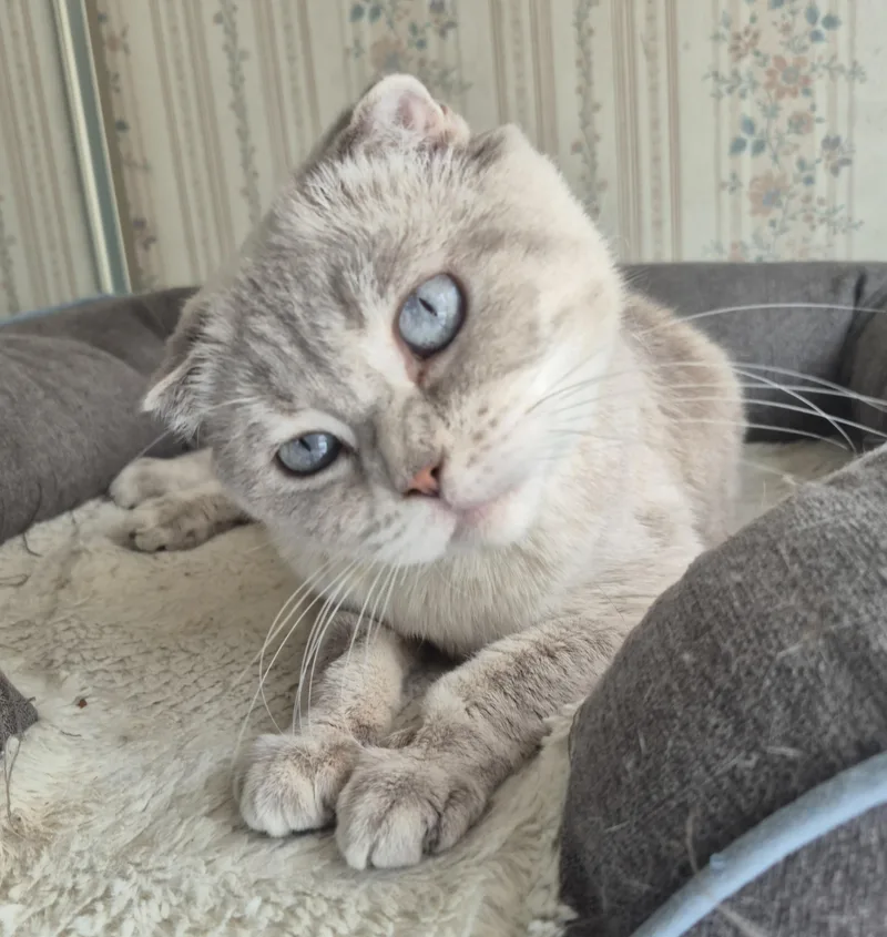 An adult medium-sized female Blue Cream Scottish Fold cat named Bianka for adoption in Attleboro, MA