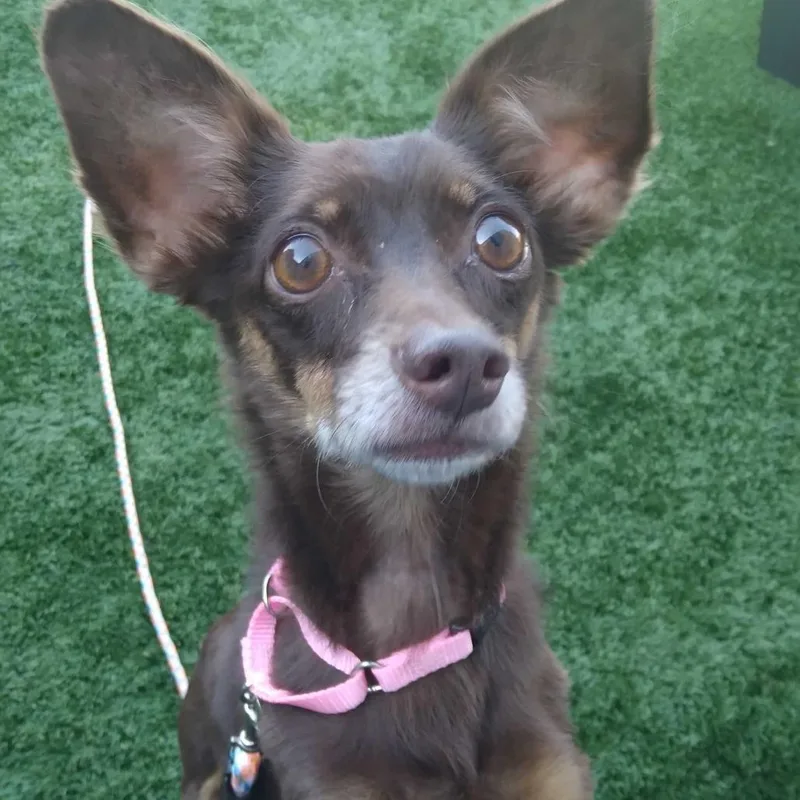 An adult small-sized male Chihuahua dog named Santana for adoption in Matteson, IL