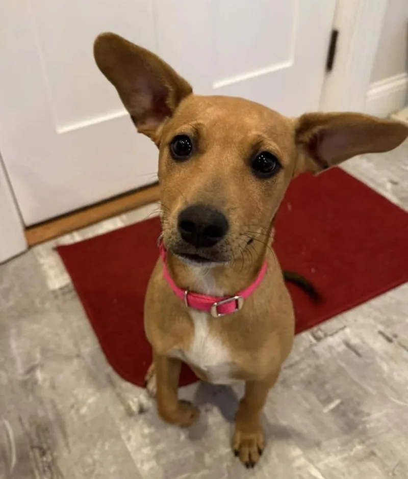 A baby medium-sized female White / Cream Shepherd dog named Cora for adoption in Saugus, MA