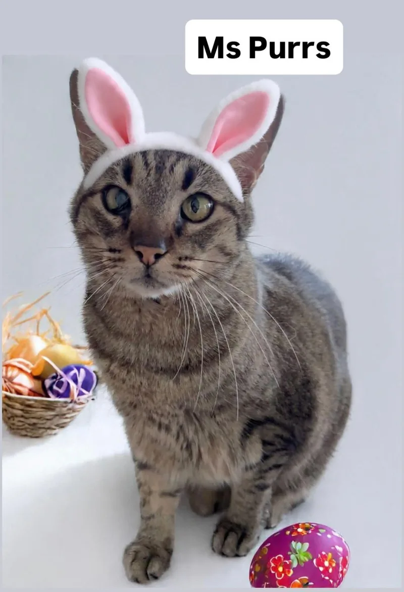 Ms Purrs At Martinez