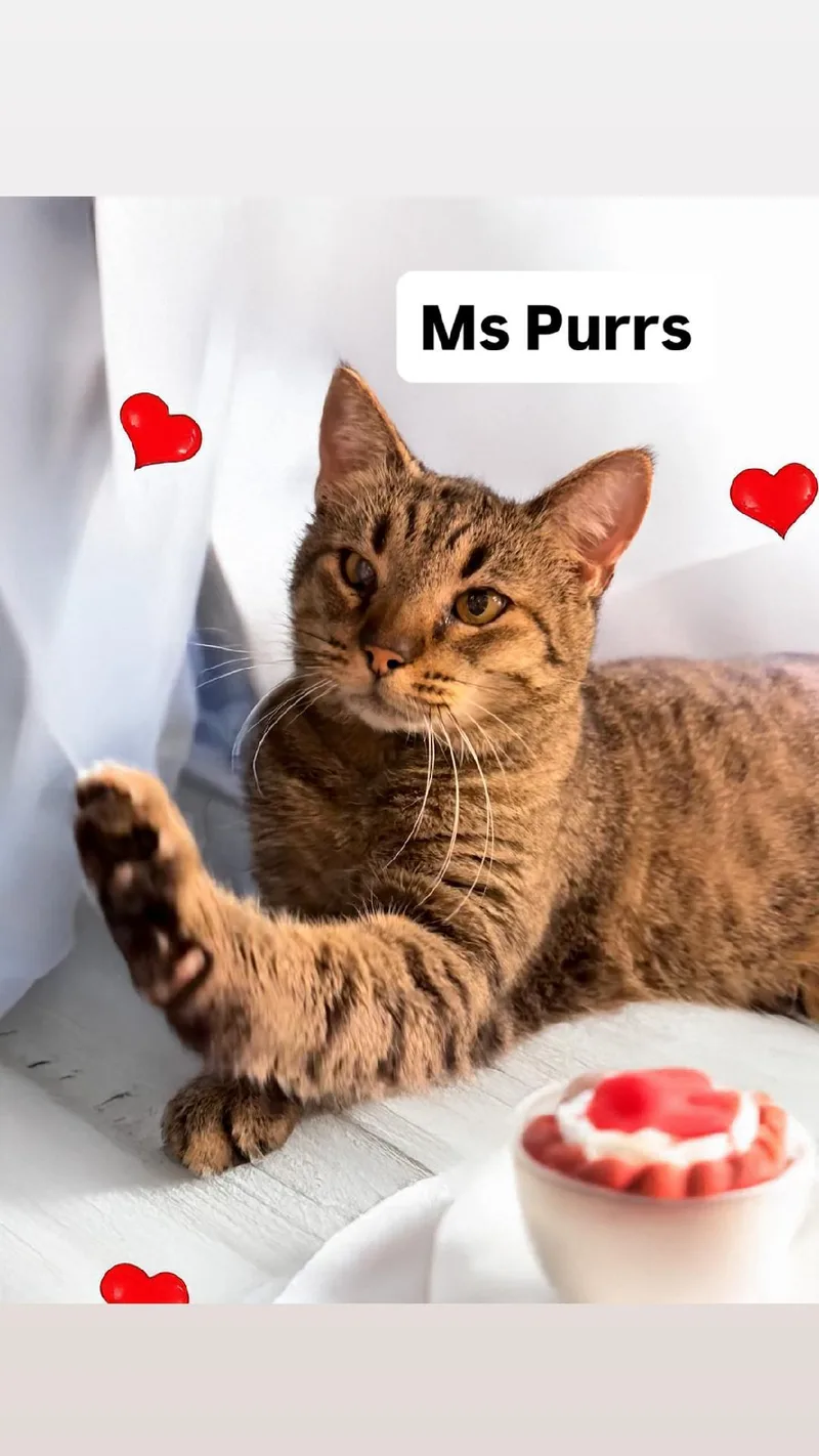 Ms Purrs At Martinez thumbnail 2