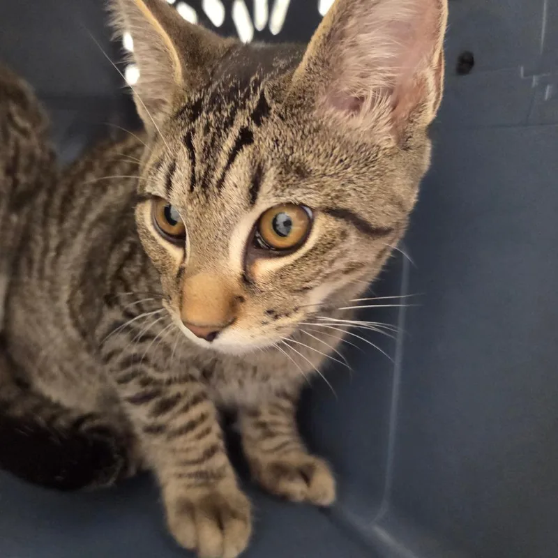 A baby medium-sized male Brown / Chocolate Domestic Short Hair cat named Trouble for adoption in Chattanooga, TN
