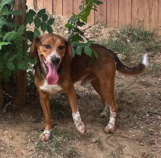 Tobi