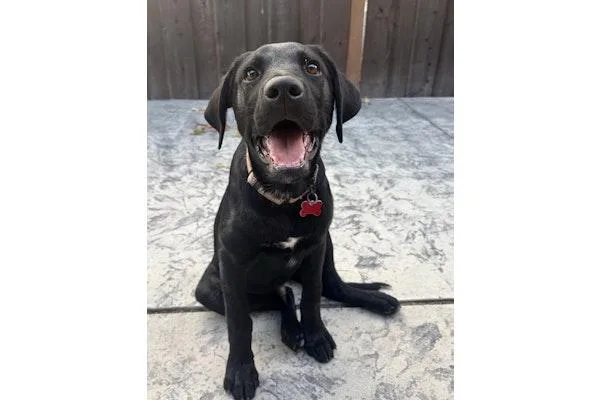 A baby large-sized male Labrador Retriever dog named Nebula for adoption in Palo Alto, CA