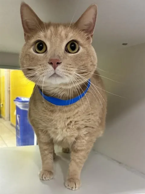 An adult extra large-sized male Domestic Short Hair cat named Simba for adoption in Upper Marlboro, MD