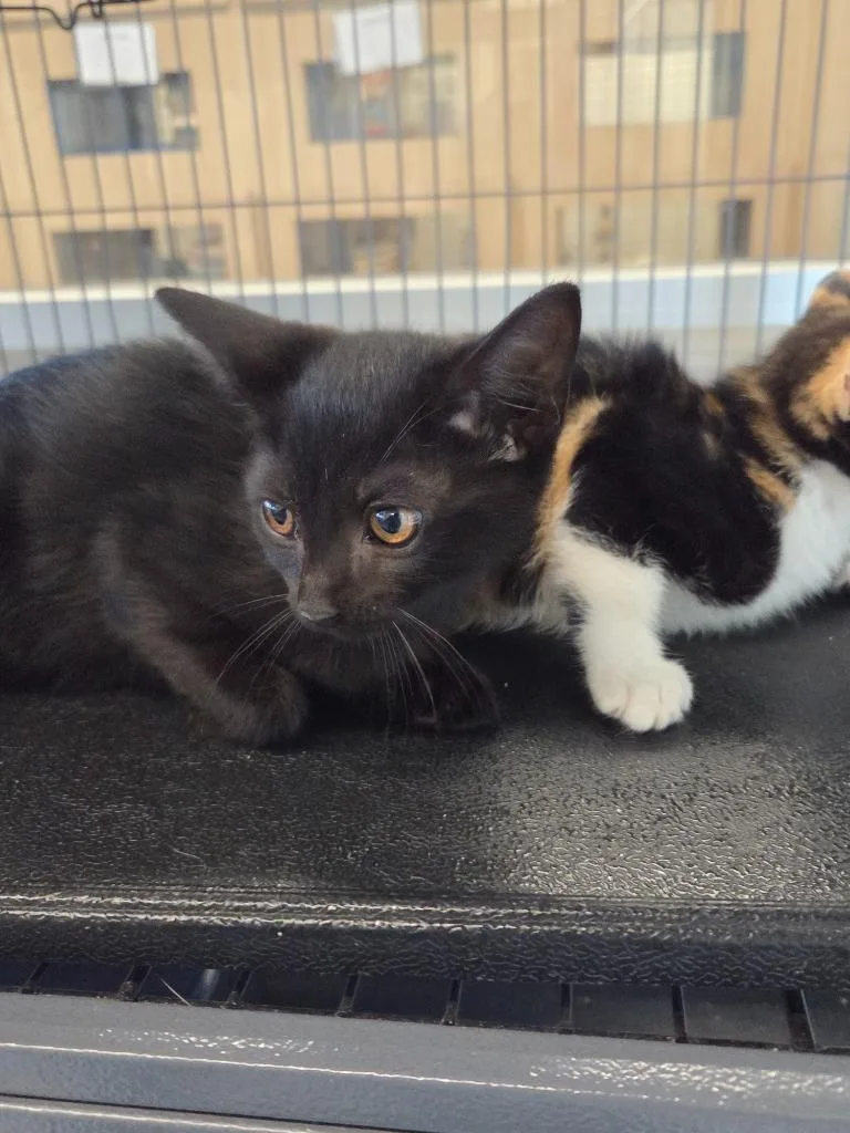 A baby medium-sized male Domestic Short Hair cat named Darrell for adoption in Bossier City, LA