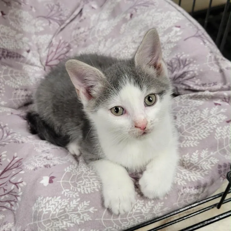 A baby small-sized male White Domestic Short Hair cat named Bowie for adoption in Pennsville, NJ