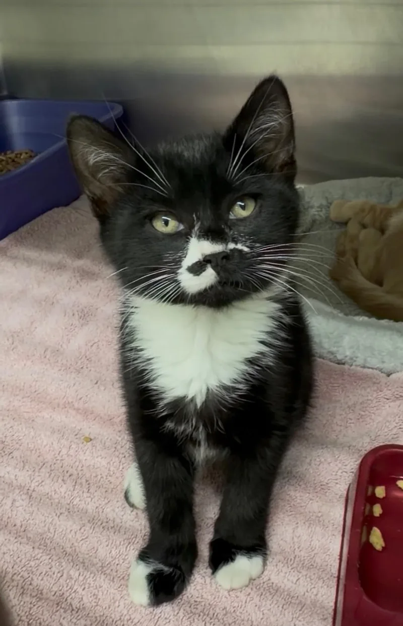 A baby medium-sized male Domestic Short Hair cat named Rhythm for adoption in Kent, WA