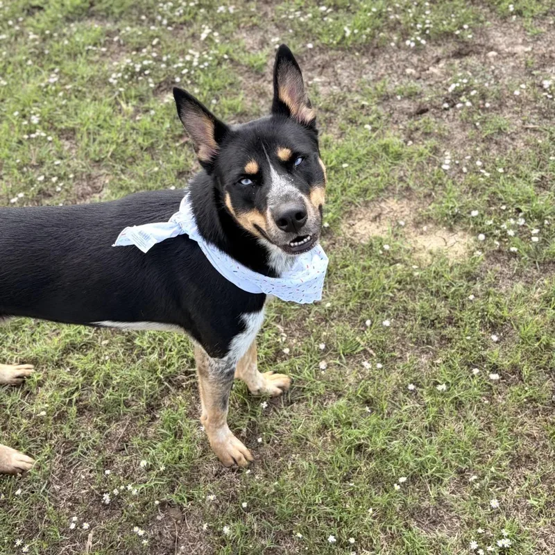 An adult medium-sized male Shepherd dog named Frontier for adoption in Pilot Point, TX