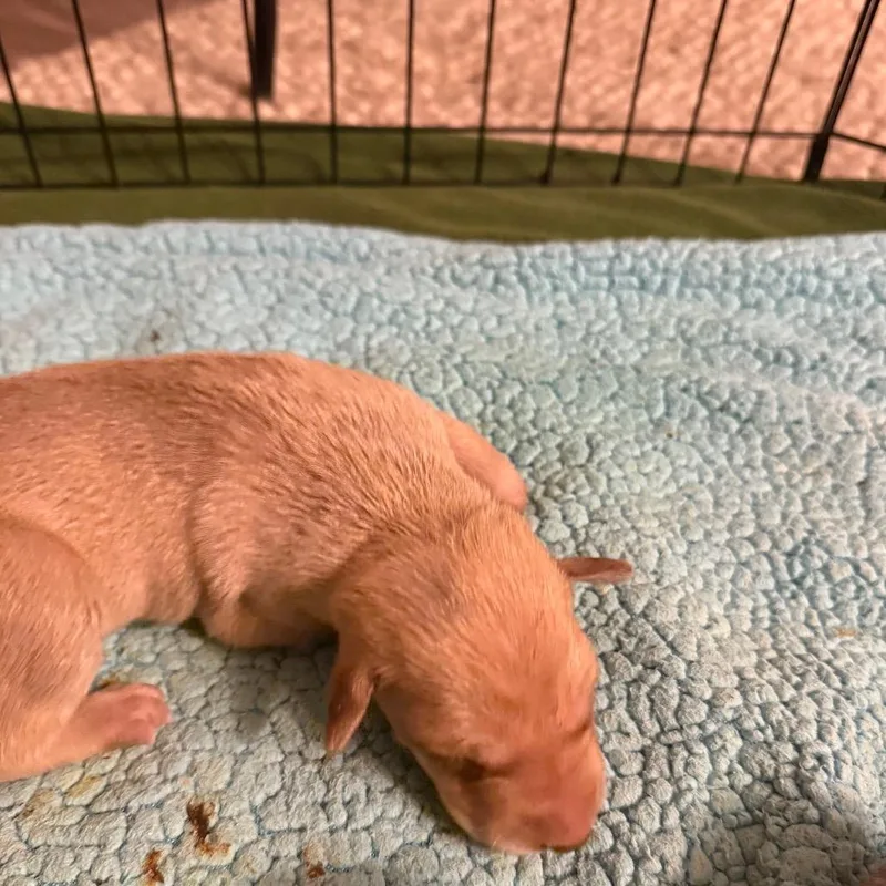 A baby medium-sized male Yellow / Tan / Blond / Fawn Mixed Breed dog named Rocket for adoption in Sacramento, CA