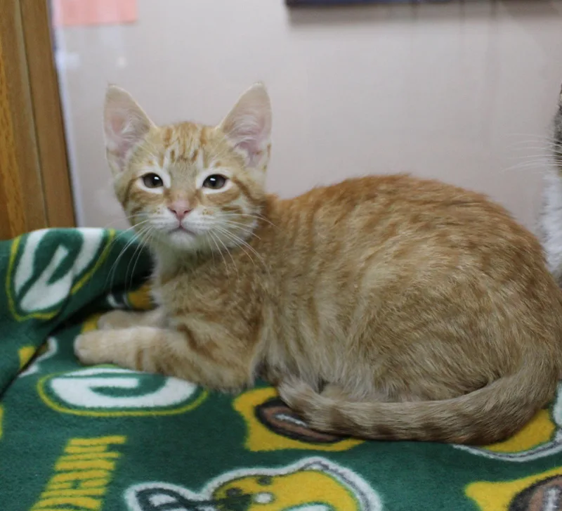 A baby medium-sized male Domestic Short Hair cat named Cheese Curd for adoption in Portage, WI
