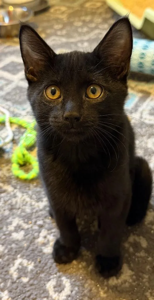 A baby medium-sized male Domestic Short Hair cat named John Boy for adoption in Logan, UT