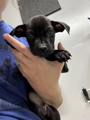 A baby small-sized male Pit Bull Terrier dog named Austin for adoption in Pequot Lakes, MN