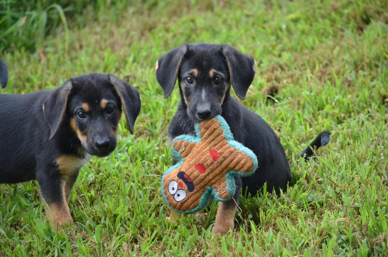A baby large-sized female Shepherd dog named Hopper and Cricket for adoption in Amissville, VA