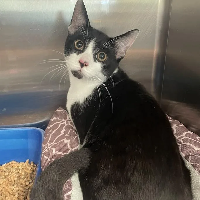 A young medium-sized male Black Domestic Short Hair cat named Juniper for adoption in Port Charlotte, FL