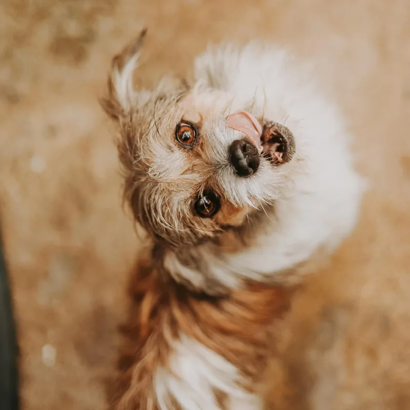 Beethoven thumbnail 2