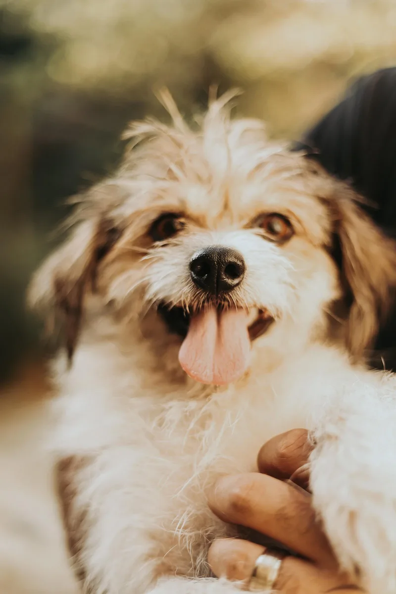 Beethoven thumbnail 3