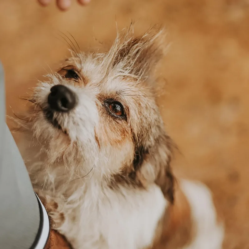 Beethoven thumbnail 4