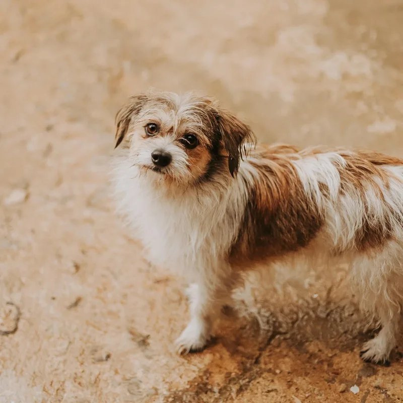 Beethoven thumbnail 5