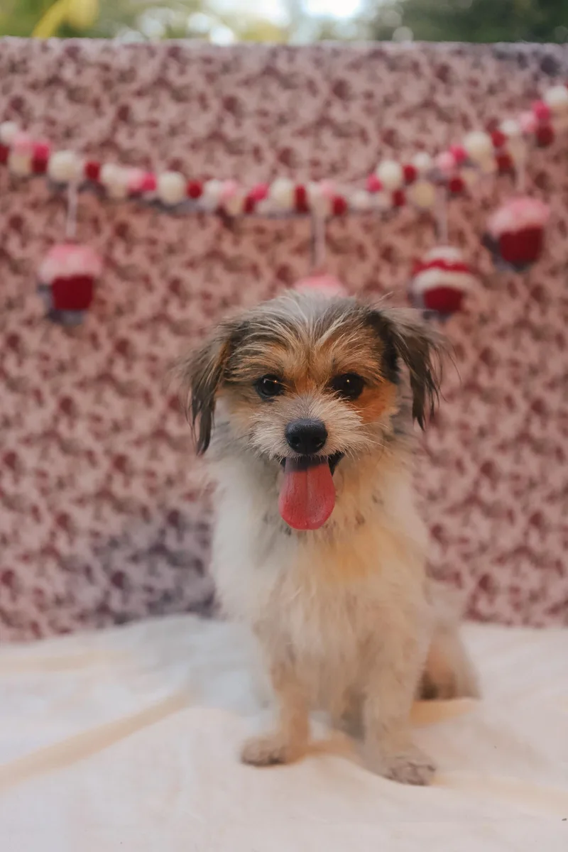 Beethoven thumbnail 6