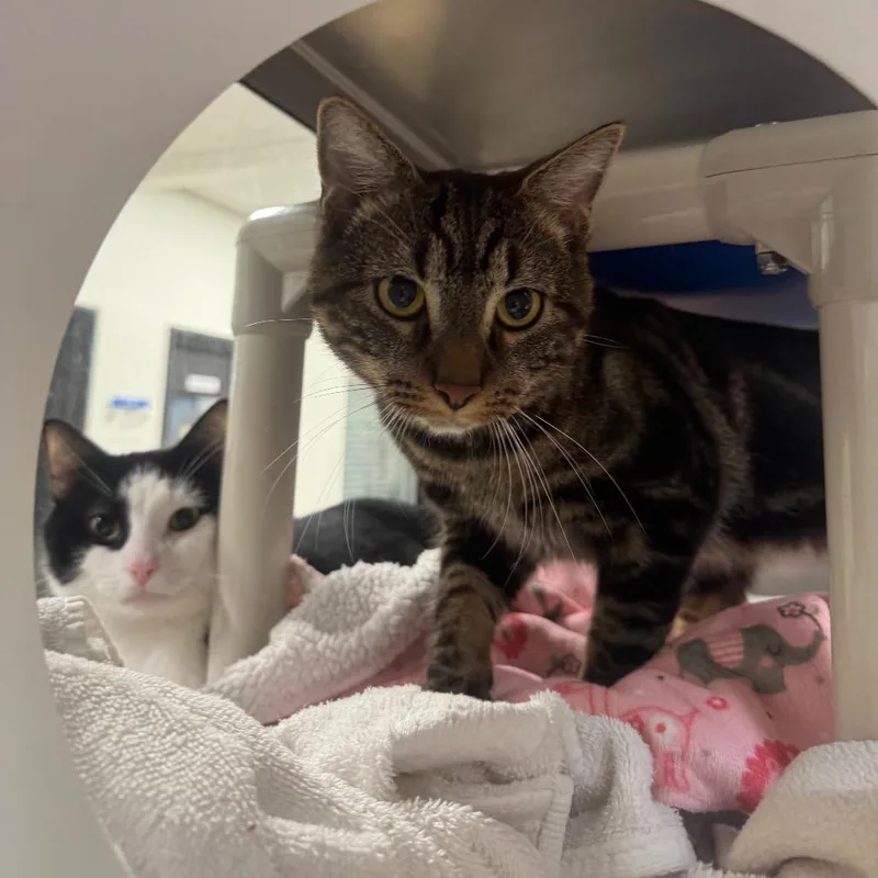 A young medium-sized male Brown / Chocolate Domestic Short Hair cat named Dobby for adoption in York, PA