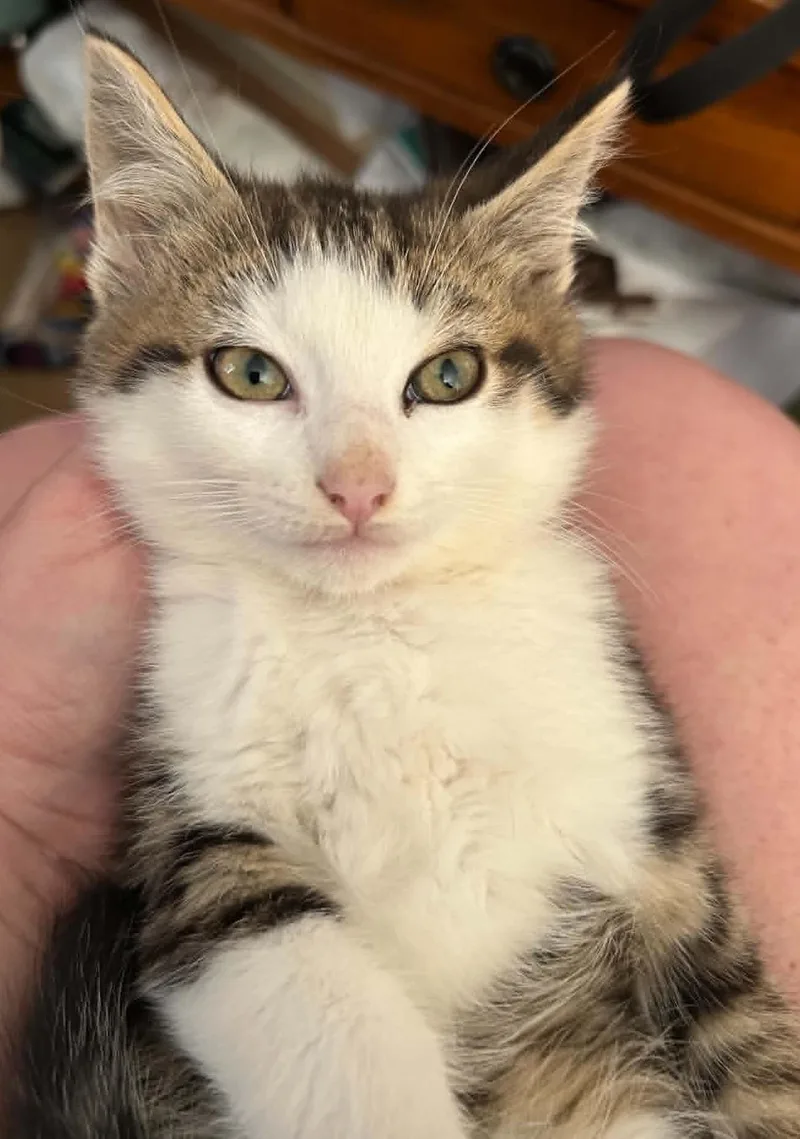 A baby small-sized male Tabby (Gray / Blue / Silver) Tabby cat named Weasley for adoption in Beckley, WV