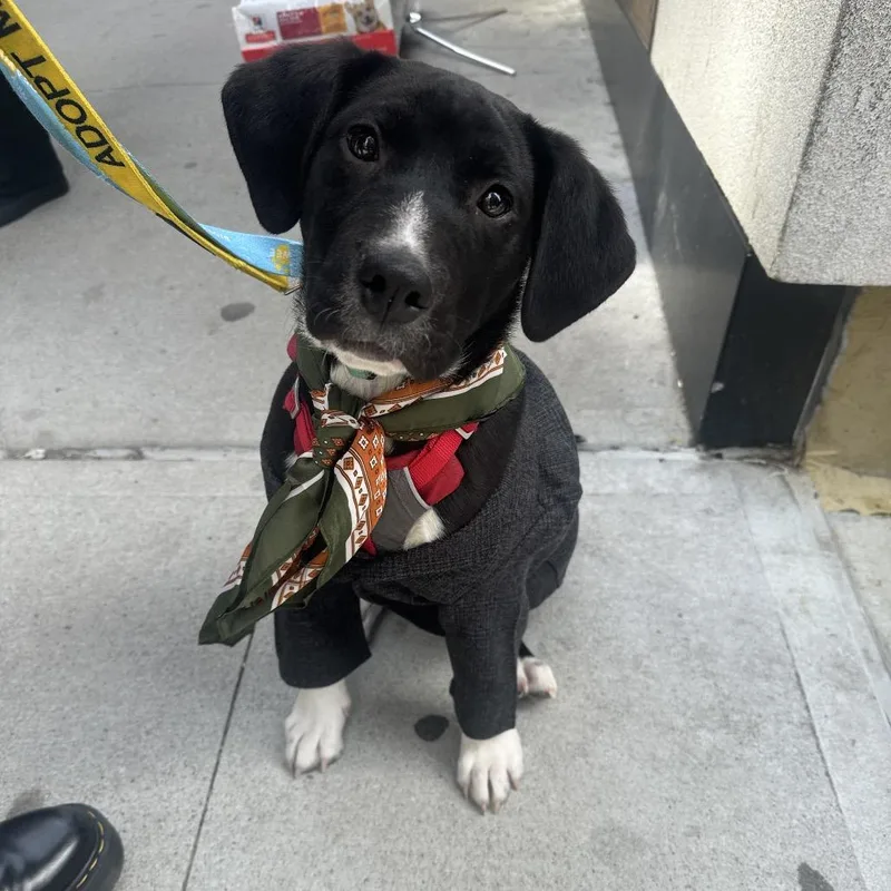 A baby small-sized male Black Mixed Breed dog named Bodhi for adoption in Westhampton, NY