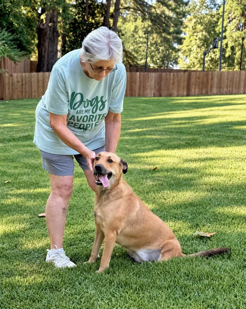 An adult medium-sized female Shepherd dog named Lottie Luv for adoption in Princeton, MA