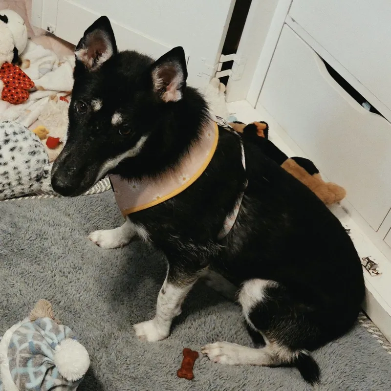 A young medium-sized female Bicolor German Shepherd Dog named Luna for adoption in Liverpool, TX