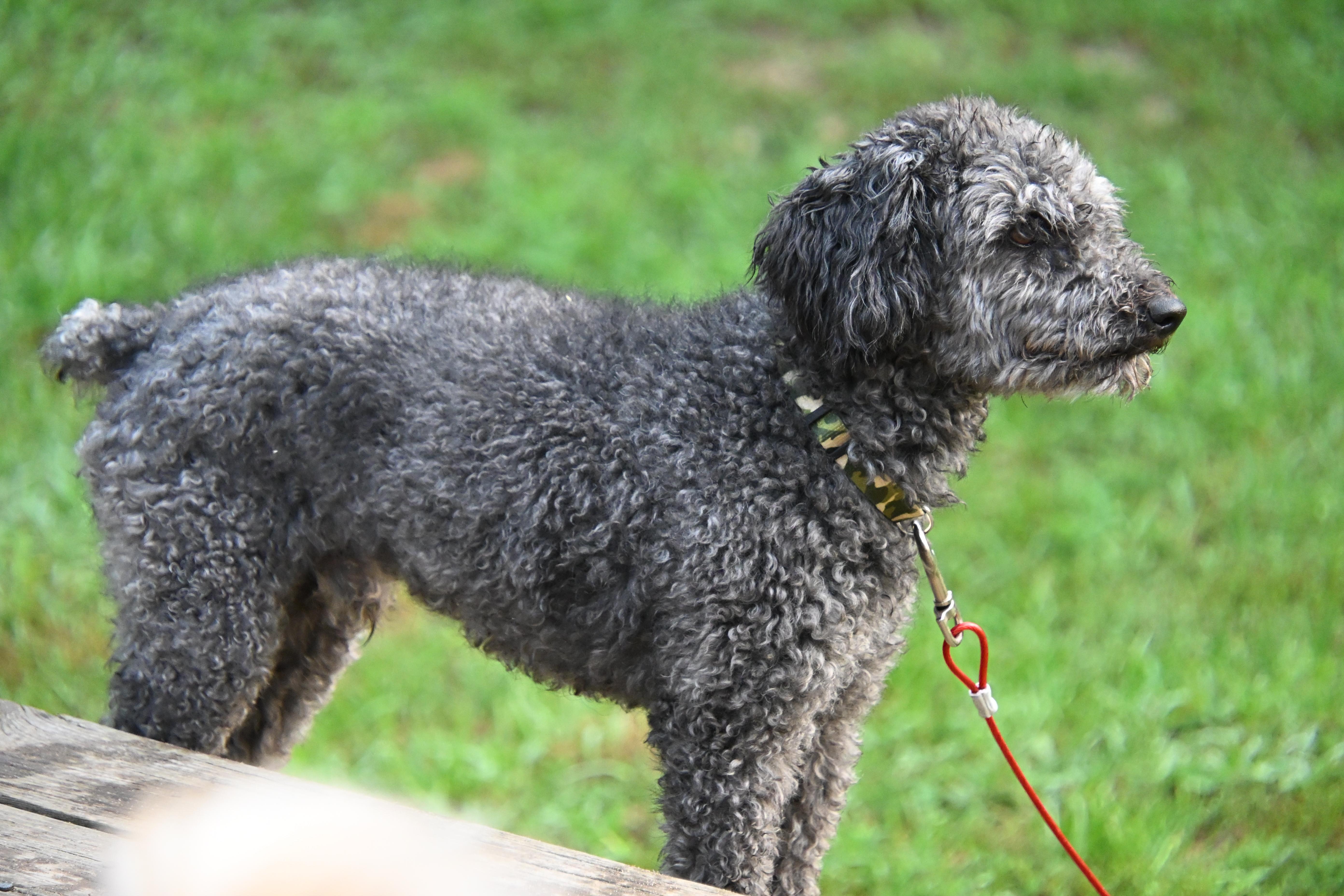 An adult small-sized male Gray / Blue / Silver Poodle dog named Roger for adoption in South Bend, IN