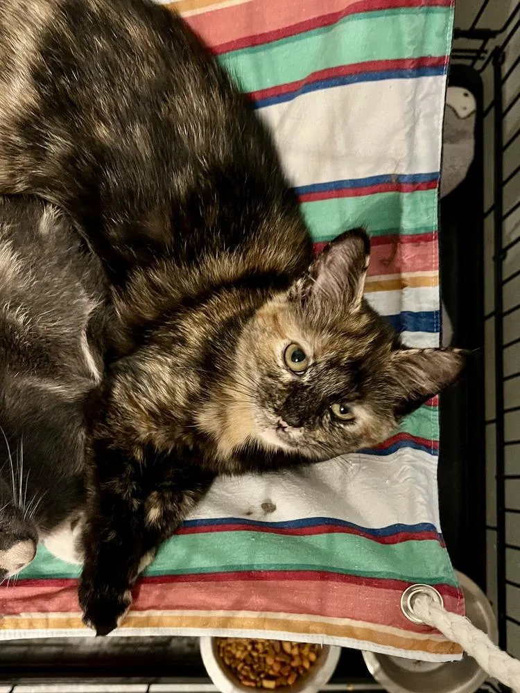 A baby medium-sized female Domestic Short Hair cat named Furrgie for adoption in Emerald Isle, NC