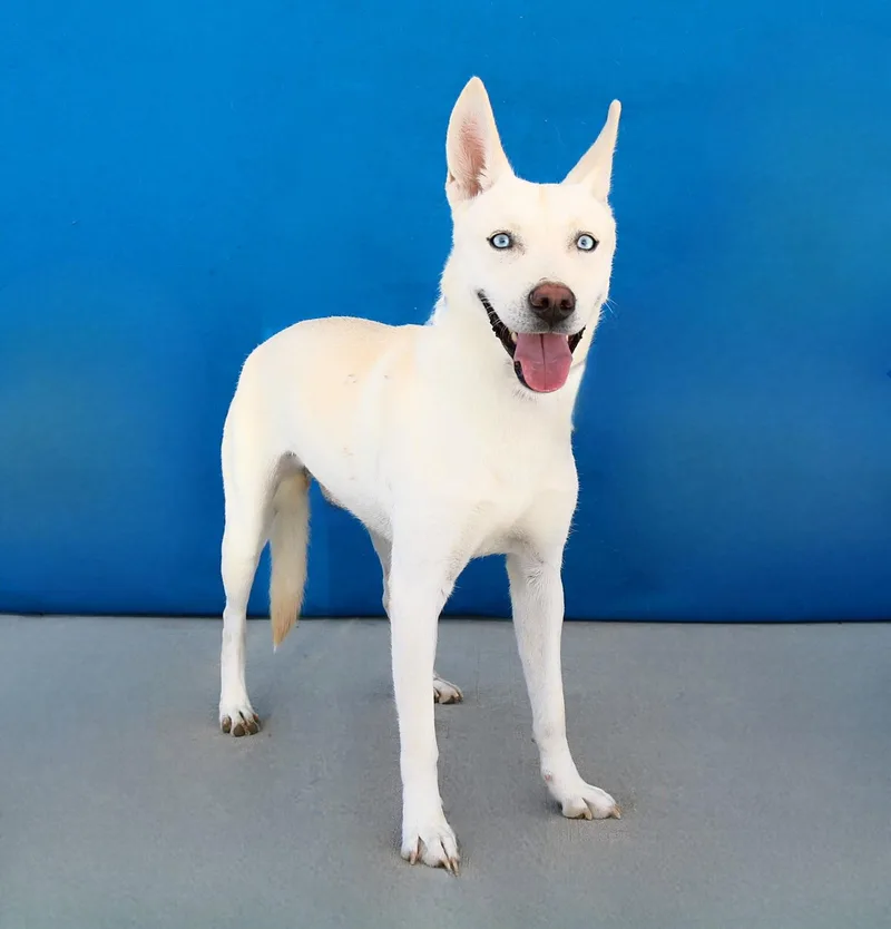 A young medium-sized male German Shepherd Dog dog named Cooper for adoption in Pasadena, CA