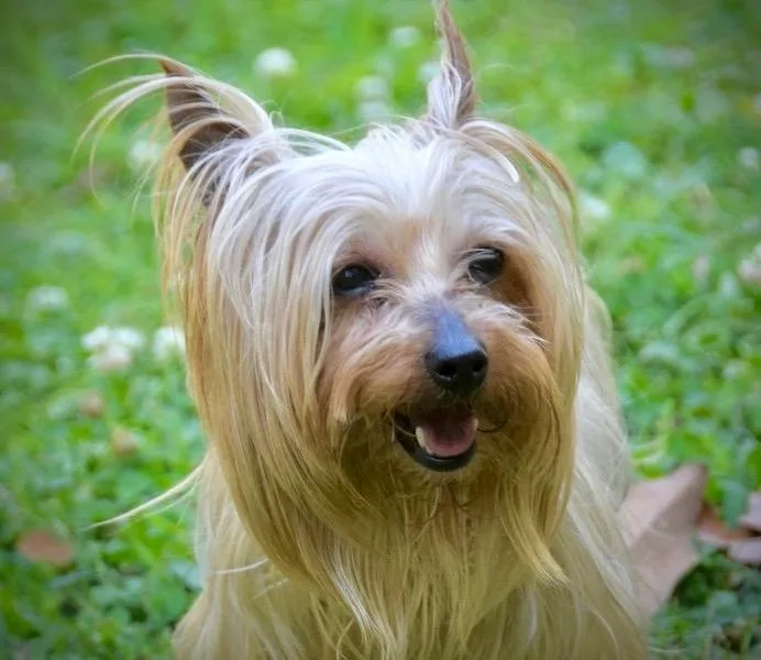 An adult small-sized female Yorkshire Terrier dog named Monday for adoption in Princeton, MA